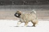 PETIT CHIEN LION 233